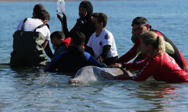 Am Sonntag hofte man noch, dass der umsorgte Wal gerettet werden könnte ... (Foto: © Eurokinissi)