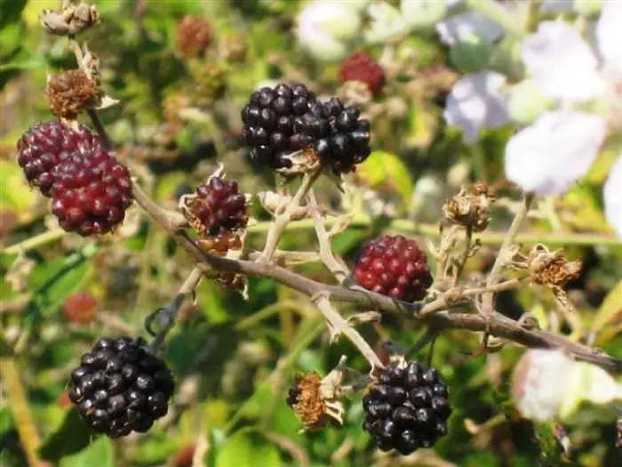 Foto (© Griechenland Zeitung / wa): Die Brombeeren – Rubus fruticosus/sp. – Τα βατόμουρα