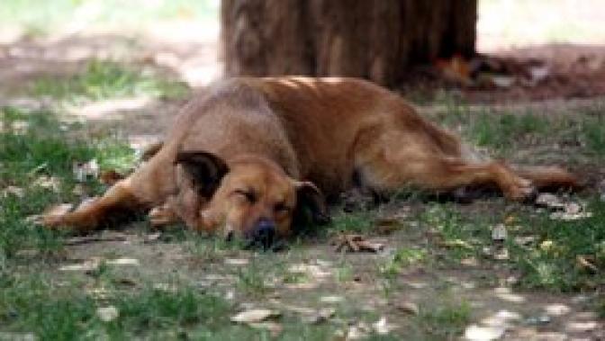 Hitze forderte bisher vier Todesopfer