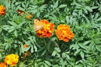 Unser Archivfoto ( © Rebecca Hürter)