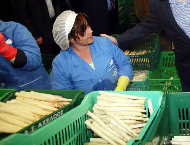 Spargel wird hauptsächlich nach Deutschland exportiert. (Foto: ek/Archiv)