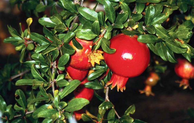 Der Granatapfel ‒ Punica granatum ‒ (η) ροδιά (rodiá); altgr. (ἡ) ῥοά, ῥοιά (rhoá, rhoiá)