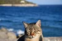 Unser Archivfoto (© Griechenland Zeitung / Jan Hübel)