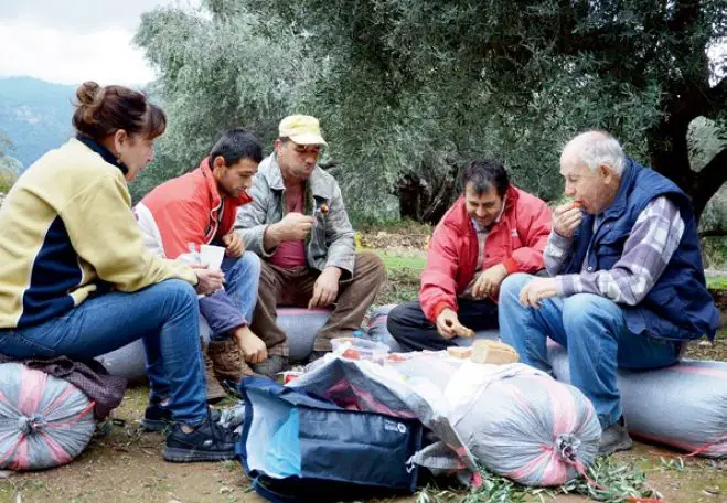 Foto (© Jan Hübel / Griechenland Zeitung): Erntepause: Fast wie ein Picknick im Grünen, ganz links Thanos, der Chef des Ganzen