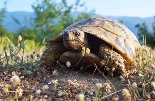 Liebenswerte Urzeitwesen - Griechenlands Schildkröten