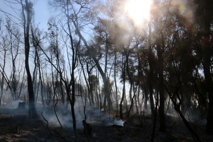 Weniger Waldbrände in Griechenland im letzten Sommer