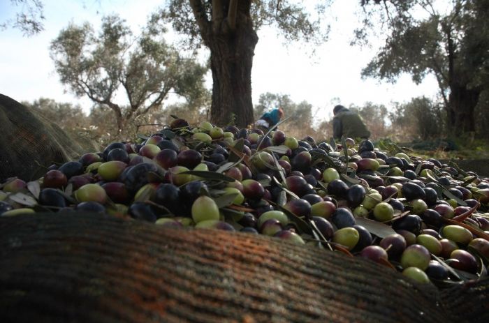 Olivenernte in Griechenland: Die Sorge um die Qualität eint die Nationalitäten