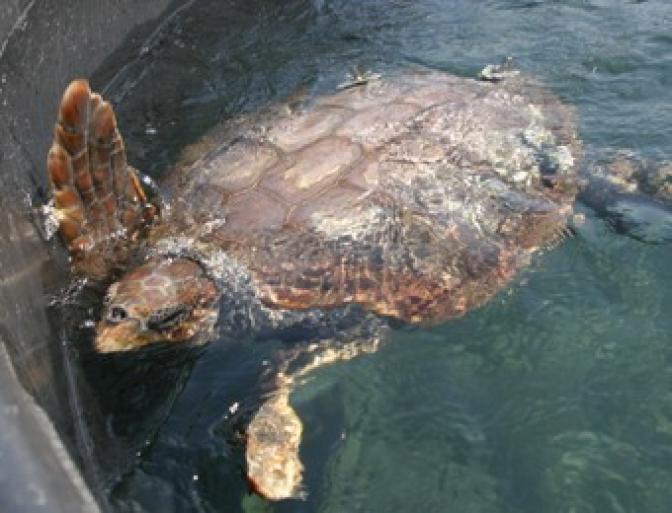 Mülldeponie in Naturpark auf Zakynthos gefährdet Meeresschildkröten