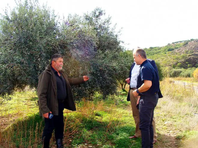 Besuch eines Olivenhains in der Gegend von Herakleion und Austausch mit den Akteuren des Projekts vor Ort.