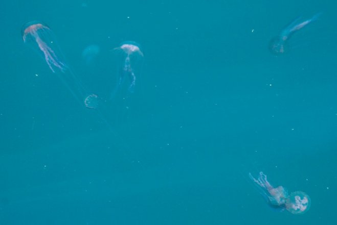 Foto (© ek): Vorsicht beim Baden! An griechischen Küsten tauchen hin und wieder Quallen auf. 