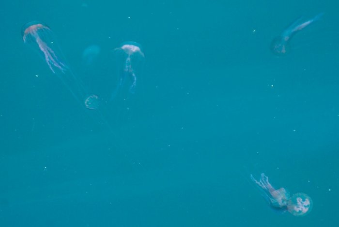 Foto (© ek): Vorsicht beim Baden! An griechischen Küsten tauchen hin und wieder Quallen auf. 