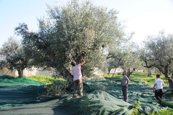 Wettbewerb in Rethymon: Kretisches Olivenöl im Vormarsch