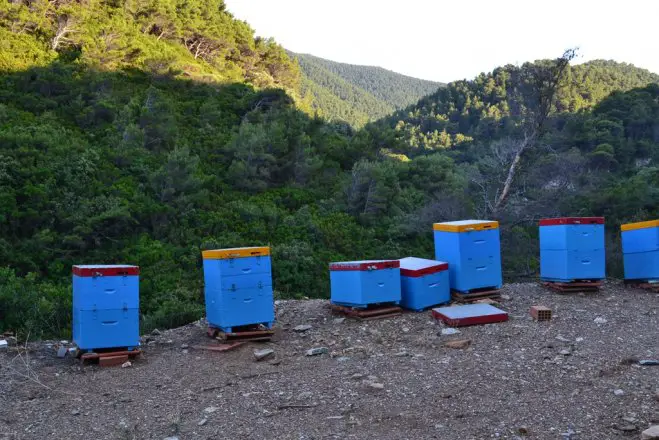 Unser Archivfoto (© Griechenland Zeitung / Elisa Hübel) entstand auf der Insel Skopelos.