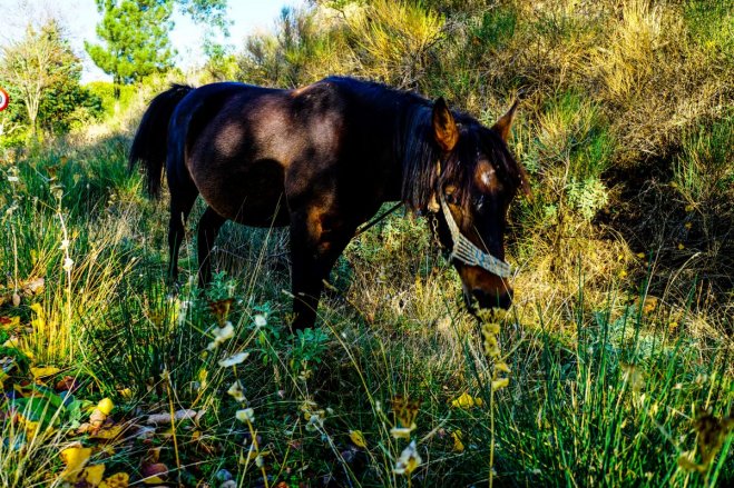 Da wir kein Tierleid zeigen wollen, hier ein Pferd in seiner angemessenen Umgebung (© Eurokinissi).