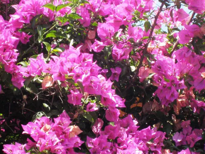 Foto (© GZwa): Die Bougainvillea - Bougainvillea glabra et spectabilis, βουκαμβίλια oder μπουκαμβίλια.