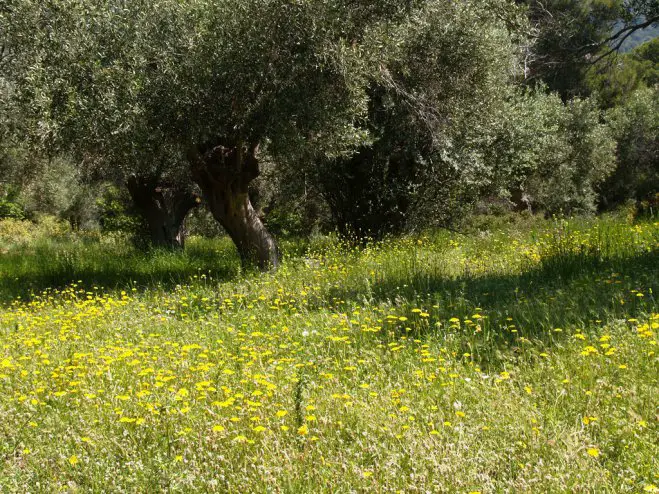 Unser Foto (© Griechenland Zeitung / Jan Hübel) wurde bei Porto Germeno aufgenommen.