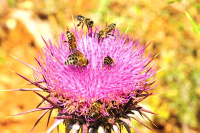 Das Foto © Horst Schäfer aus seinem Buch „Die Natur Griechenlands“ (Verlag der Griechenland Zeitung) zeigt Honigbienen beim Saugen des Blütennektars.