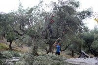 Unsere Archivfotos (Griechenland Zeitung / Elias Jones): Die Ernte der Oliven ist ein durchaus anstrengendes und forderndes Unterfangen. 