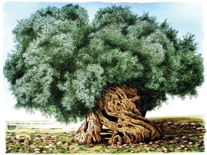 Dieses Aquarell © von Wassilis Dornakis zeigt einen Olivenbaum aus dem Buch „Olivenbäume – Beobachter der Stille“