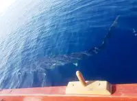 Foto (© Fishing in Greece)