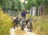 Der Ziegenbauer auf Samos