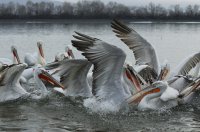 Foto (© Griechenland Zeitung / Jan Hübel): Kerkini-See