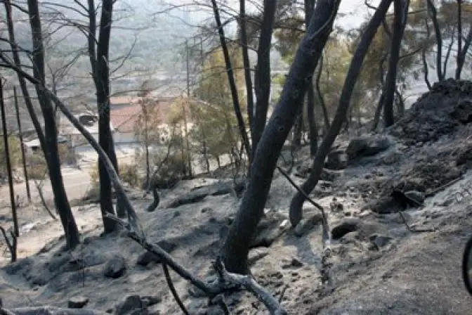 WWF-Bericht über die Folgen der Brandkatastrophe