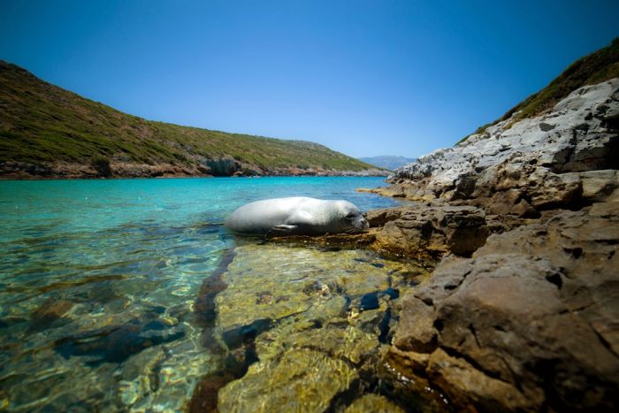 Robben-Population in griechischen Meeren wächst an