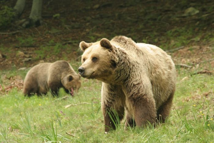 Verlust für Arcturos: Braunbär Mitsos in hohem Alter verstorben