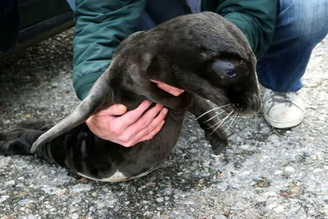 Unser Archivfoto (© Eurokinissi) zeigt eine Babyrobbe auf Skopelos.