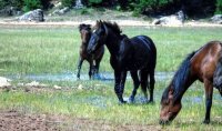 Unser Beispielfoto (© Eurokinissi) zeigt Wildpferde in Griechenland.