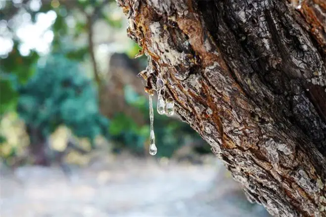 Saudi-Deal für die Mastihashops