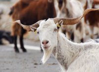 Der absolute Klassiker: Feta, „all time classic“