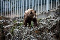 Foto (©ek / Archiv): Ein Braunbär im Tiergarten von Thessaloniki.