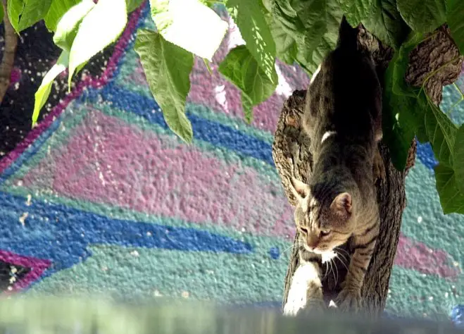 Unser Archivfoto (© Eurokinissi) zeigt eine Katze auf einem Maulbeerbaum.
