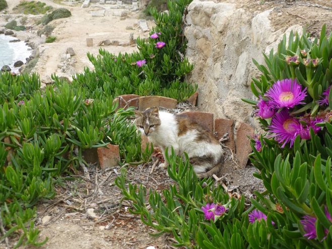 Unser Foto (© Griechenland Zeitung / Jan Hübel) entstand oberhalb des Hera-Heiligtums von Perachora („Heraion“), ca. 10 Kilometer von Loutraki (bei Korinth) entfernt. Ein mythisch-mystischer Ort, den auch unsere Katze sichtlich genießt. 