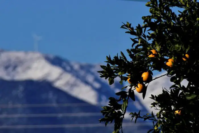 Orangenbäume und Schnee in der Argolis auf der Peloponnes (© Eurokinissi) 
