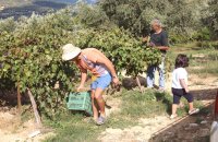 Die Weinernte im Herbst (Foto: © Eurokinissi)