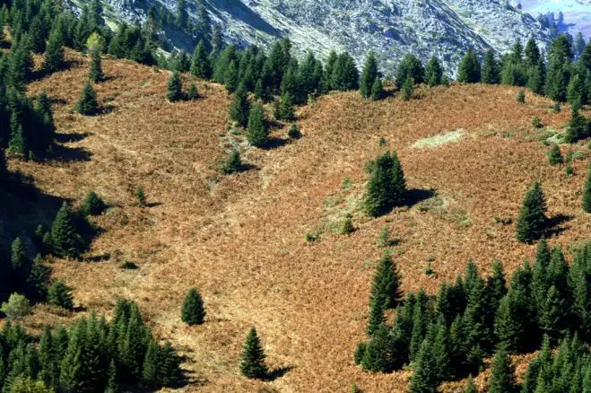 Umweltministerium beschneidet Waldschutz in Griechenland