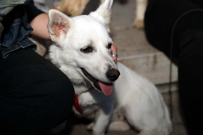 Griechenland: Strafen wegen Tiermisshandlung