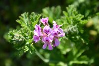 Archivfoto (© Griechenland Zeitung / jh)