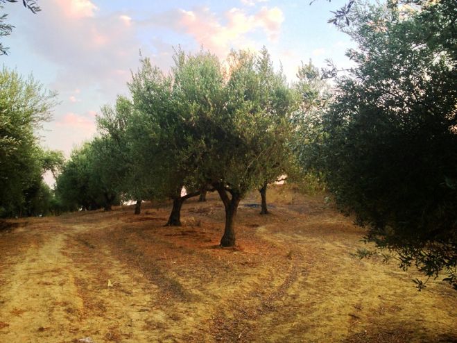 Marktcheck deckt auf: Das Geschäft mit Olivenöl