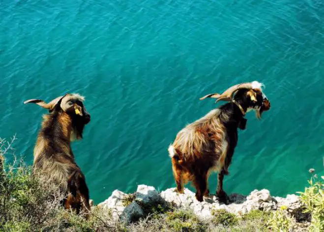 Unser Archivfoto (© Eurokinissi) zeigt zwei Ziegen in der Nähe von Nafplion auf der Peloponnes.