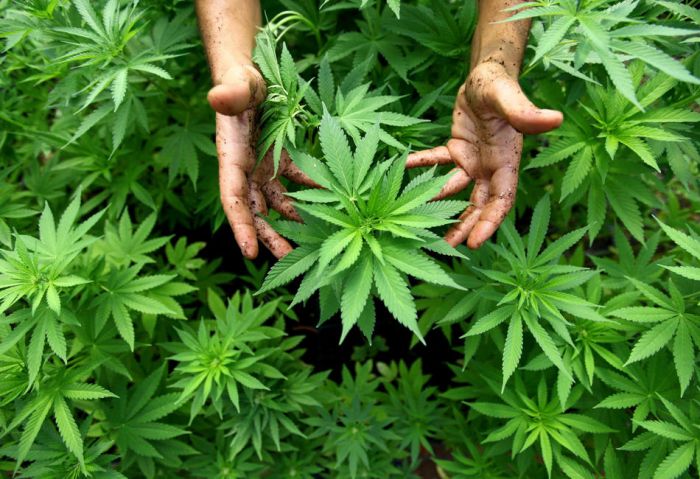 Drakonische Sicherheitsmaßnahmen für legalen Cannabisanbau
