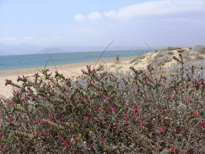 Unser Foto (© Griechenland Zeitung / Jan Hübel) wurde auf Naxos aufgenommen und zeigt den Strand Agia Anna.