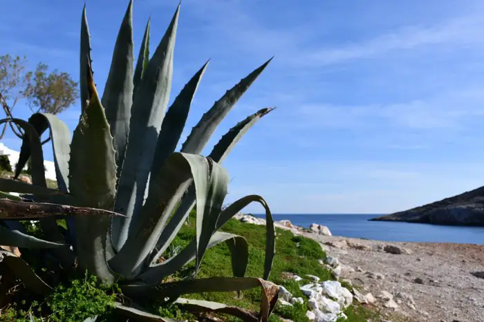 Foto (© Griechenland Zeitung / Jan Hübel): Kakia Thalassa
