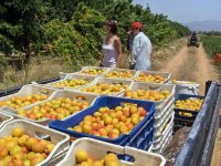 Unser Archivfoto (© Eurokinissi) entstand während der Aprikosen-Ernte in der Argolis.