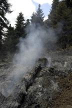 Treffen zum Thema Waldschutz in Athen 