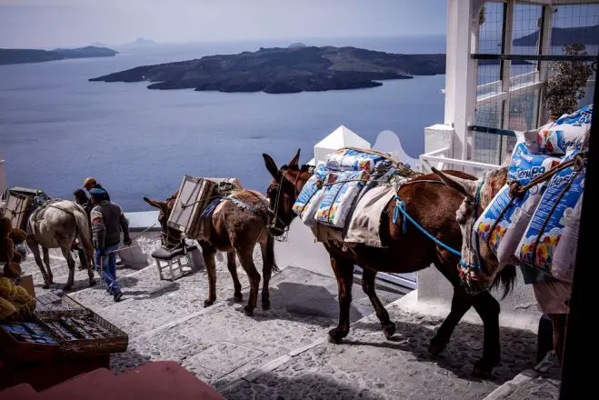 Foto (© Eurokinissi): Schweres Schicksal - Maultierleben auf Santorin