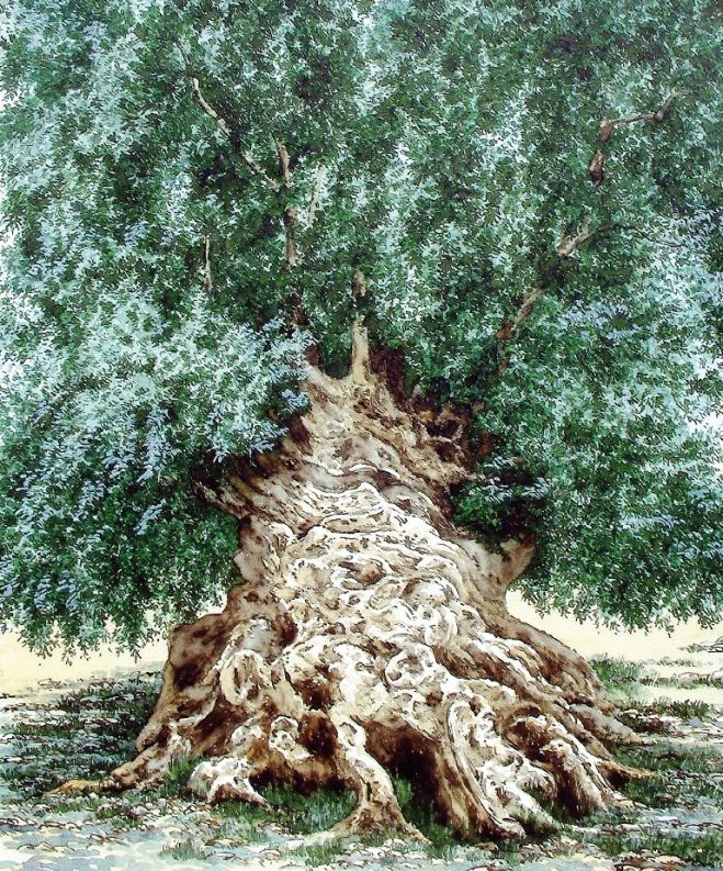  Das Aquarell von Wassilis Dornakis zeigt die „Elia Vouvon“, den älteste Olivenbaum der Welt.